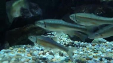 Siyah arka planda çakıllarda oynayan küçük balıklar