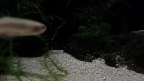 Peces Jugando Piedras Oscuras Arena Blanca — Vídeo de stock