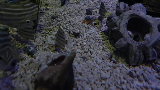 Aparición Peces Rayados Escondidos Oscuridad — Vídeo de stock