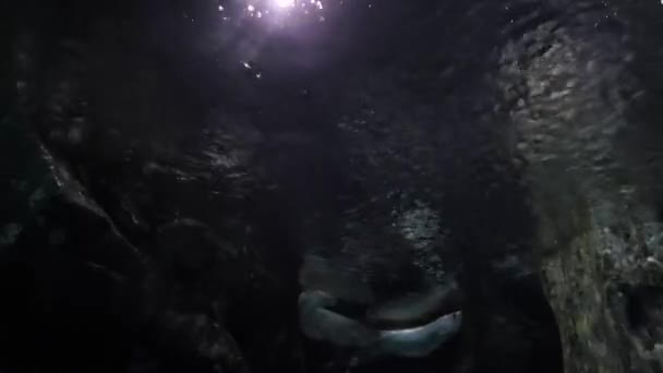 Ασημί Arowana Ψάρια Που Παίζουν Σκοτεινά Νερά Φωτίζεται Από Φωτεινά — Αρχείο Βίντεο