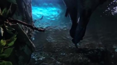 Piraruku balığı ve küçük balıklar mavi ışıklı berrak su yüzeyinde hareket ediyorlar.