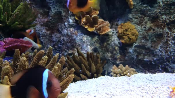 Relaksasi Ikan Belang Yang Lucu Pasir Dengan Terumbu Karang Latar — Stok Video