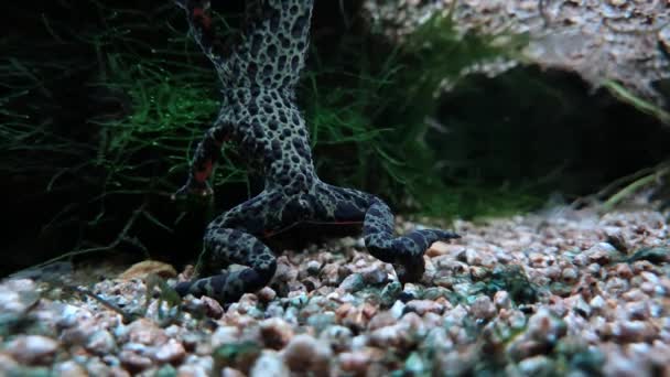 Ein Frosch Klaren Wasser — Stockvideo