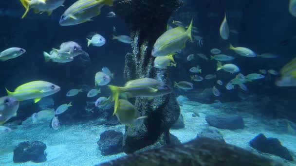 Mírumilovný Každodenní Život Různých Barevných Ryb Modré Vodě — Stock video
