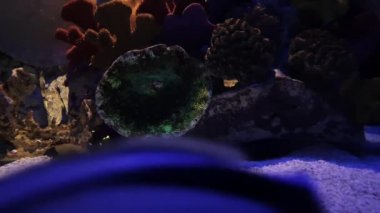 Temiz ve fantastik bir zemin üzerinde dinlenen balıklar