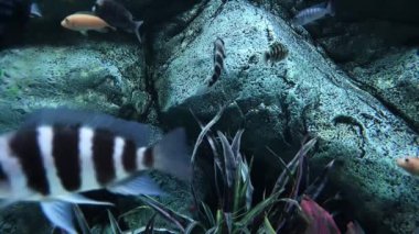 Kayalık su bitkilerinde oynayan farklı balık türleri