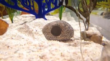 Evde oynayan sevimli küçük balıklar.