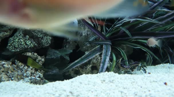Vissen Spelen Buurt Van Rotsen Witte Zandbodem Waterplanten — Stockvideo