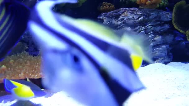 Fish Playing Wide Coral White Sand Clear Water — Stock Video