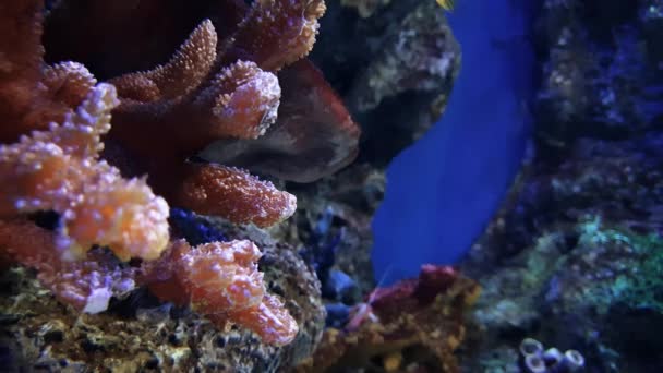 Cute Fish Playing Small Pretty Coral Crevice — Stock Video