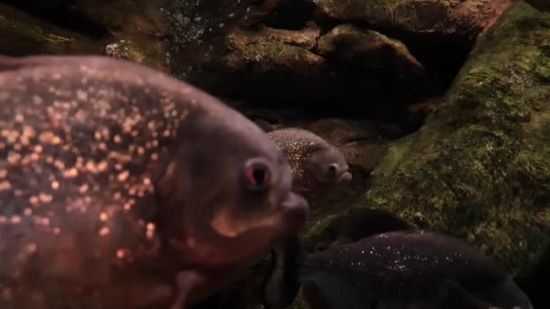 Close Van Een Piranha Die Rust — Stockvideo