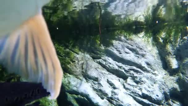 Κοντινό Πλάνο Από Μεγάλα Ψάρια Του Αμαζονίου Silver Arowana — Αρχείο Βίντεο