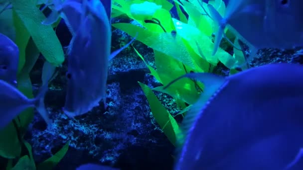 Yapay Bitkileri Yumuşak Arkaplanda Mavi Balık — Stok video