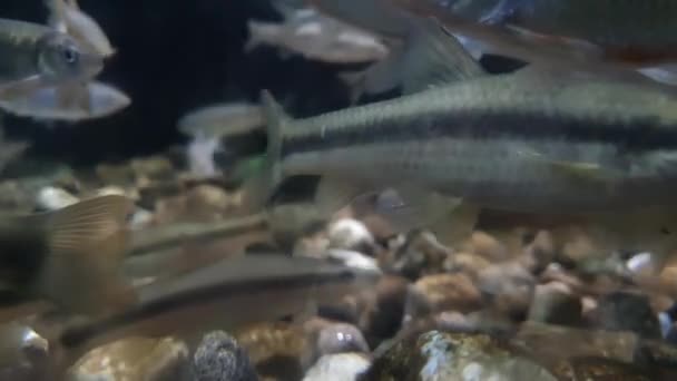 Een Groep Kleine Vrij Zwart Omzoomde Vissen Helder Zoet Water — Stockvideo
