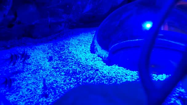 Peces Jugando Iluminación Azul Fondo Ideal — Vídeo de stock