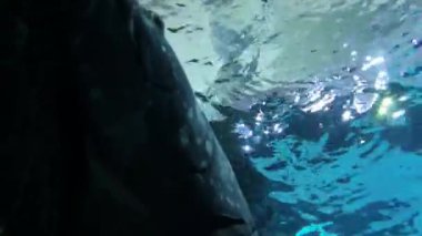 Suyun dalgaları altında dinlenen büyük bir çipura.
