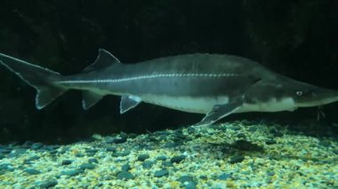 Siyah kayalarda ve çakıllarda yüzen bir mersin balığı.