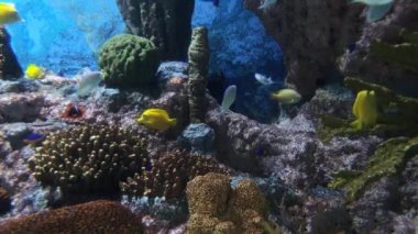 Mavi sularda kayalar ve mercan süslemeleriyle oynayan çeşitli güzel balıklar.