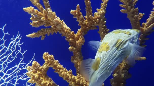 Bonito Peixe Balão Espinhoso Descansando Coral Com Fundo Azul Águas — Vídeo de Stock