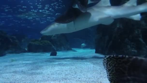 青い水の中のサメの群れとサメの大きさの鯛 — ストック動画