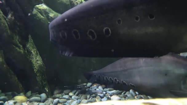 Velká Skvrnitá Černá Ryba Odpočívající Čisté Vodě — Stock video