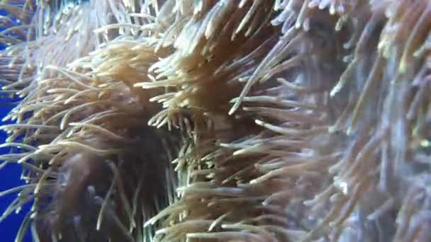 Pretty Little Fish Hiding Playing Large Anemones Many Tentacles — Stock Video