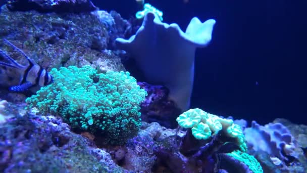 Bonito Pececito Jugando Junto Una Anémona Agua Azul — Vídeos de Stock