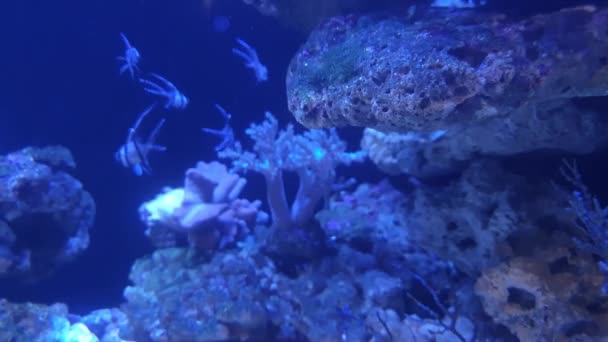 Büyük Bir Kayanın Üzerinde Oynayan Iki Tonluk Güzel Bir Balık — Stok video