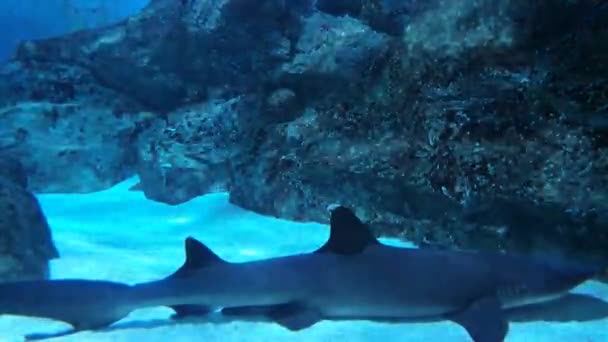 Een Haai Verstopt Rotsen Zand Blauw Water — Stockvideo