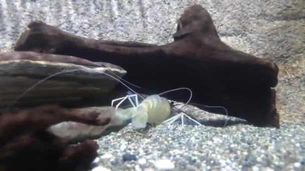 Video Large White Shrimp Hiding Trees Sand — Stock Video