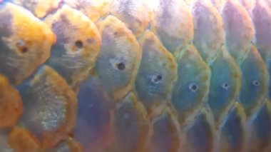 Büyük turuncu Arowana balığının yakın çekim görüntüleri.