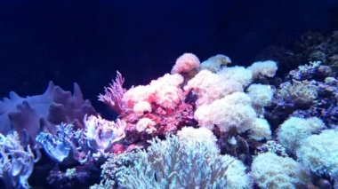 Mavi suda bir grup kırmızı şakayığın zıt görünüşü