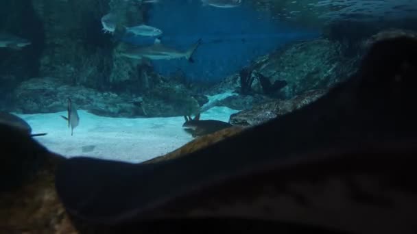 Blaues Meeresleben Hinter Einem Schwarzen Stachelrochen Auf Einem Felsen — Stockvideo