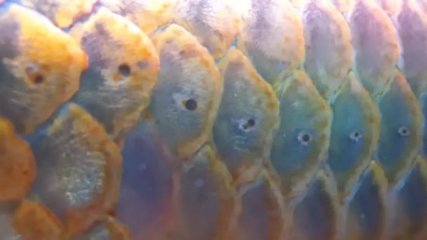 大規模なオレンジ色の銀アロワナ魚のクローズアップ映像 — ストック動画
