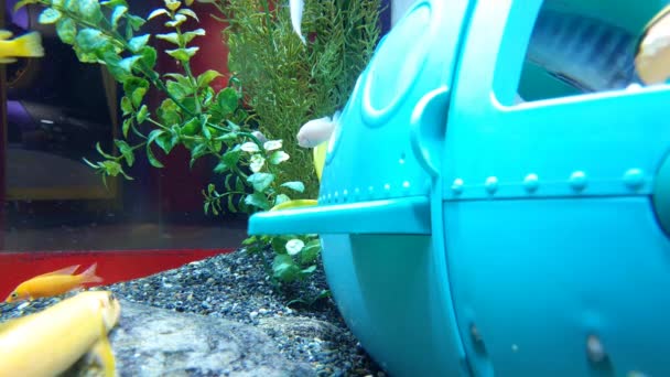 Lindo Acuario Con Juguetes Para Niños Peces Jugando Agua — Vídeos de Stock