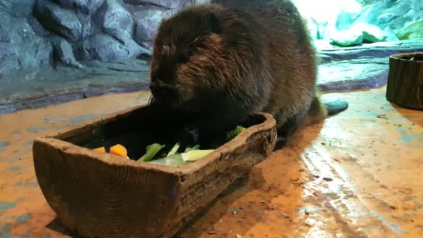 Cute Figure Eating Large Lazy Beaver Feeding — Stock Video