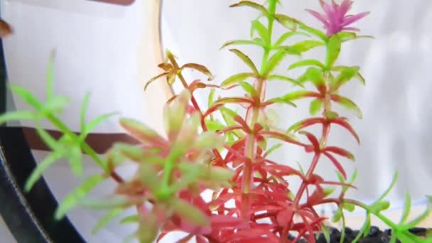 Pez Acuario Artificial Plantas Acuáticas — Vídeo de stock