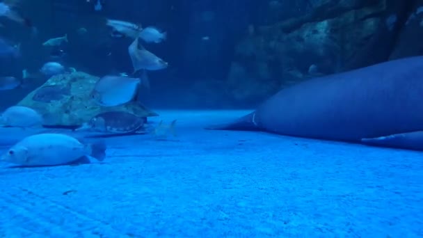 Manatí Durmiendo Agua Azul Los Peces Alrededor — Vídeo de stock