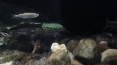 Sudaki yosunlu çakıl taşlarıyla oynayan küçük balıklar.