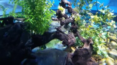 Ağaçların ve su bitkilerinin arasından görülen küçük balıklar