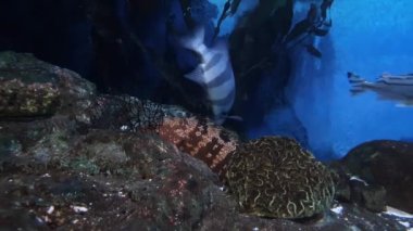 Benekli turuncu çipura ve kaya yarığında dinlenen balık.