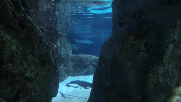 青い水の中の2つの岩の間を通るサメ — ストック動画