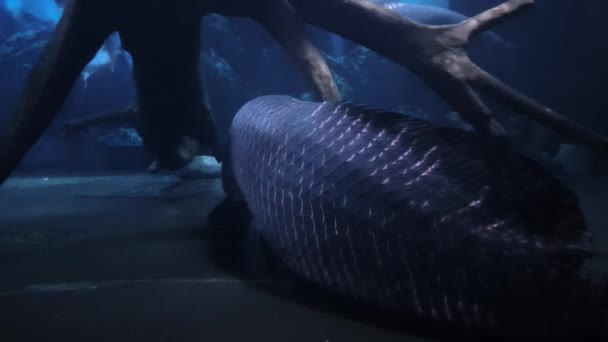 Schlafende Piraruku Fischen Zurück Und Ein Hai Der Nähe — Stockvideo