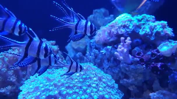 Small Pretty Fish Resting Group Next Anemone — Stock Video