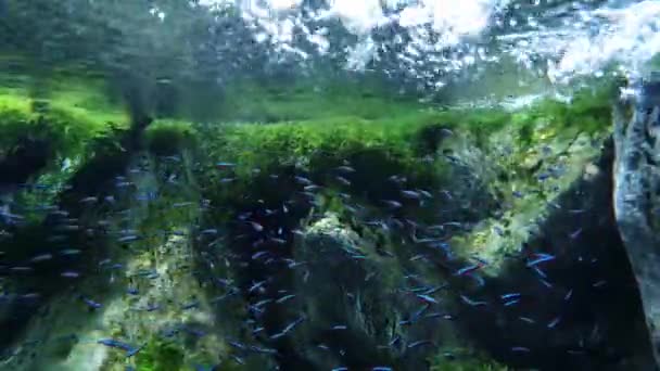 Suda Oynayan Küçük Mavi Çizgili Tropikal Balıklar Bir Sürü Kabarcık — Stok video