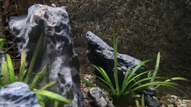 Small Fish Resting Rocks Aquatic Plants Clear Water — Stock Video