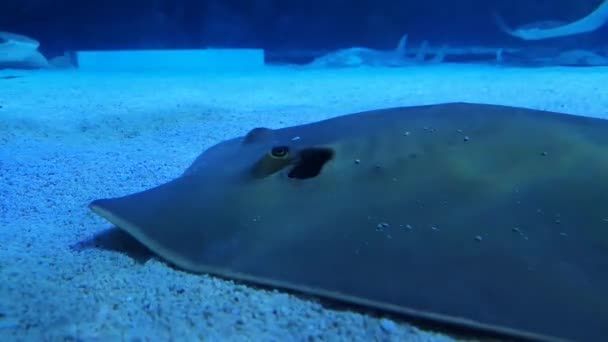 Stingray Rustend Witte Zandbodem Het Blauwe Water Omringende Vissen — Stockvideo