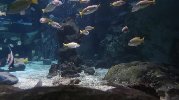 Různé Barevné Ryby Modré Vodě — Stock video