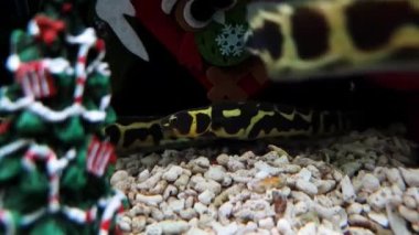 Sarı benekli yılan balığı Noel süslemeleriyle suda oynuyor.