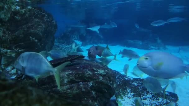 岩やサメの周りをさまざまな魚が動き回る — ストック動画